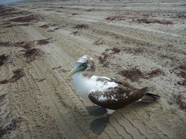 Masked Booby juvenile | Project Noah