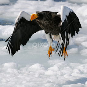 Firm Take Off by Harry Eggens - Animals Birds