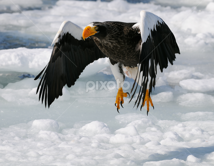 Firm Take Off by Harry Eggens - Animals Birds