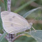 Cabbage White or Small White Butterfly (female)