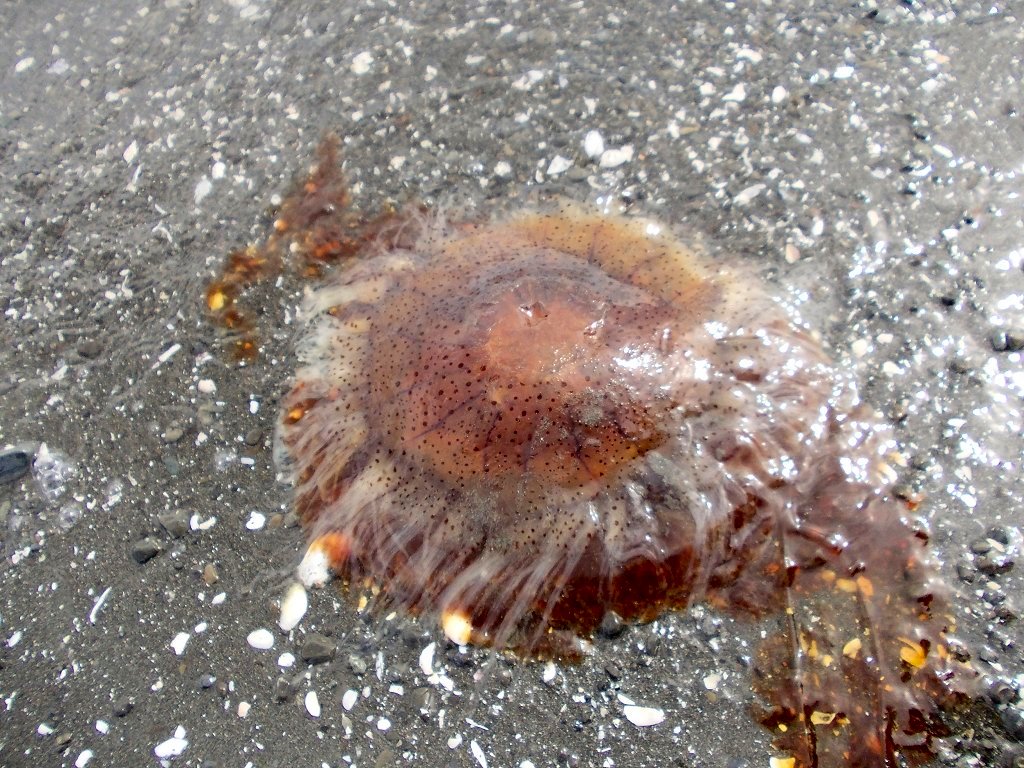 Mauve stinger jellyfish???