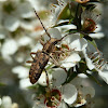 Pempsamacra longicorn beetle