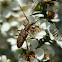 Pempsamacra longicorn beetle
