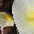 Yellow pleated parasol mushroom