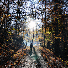 Walking to the sun by Ahmet AYDIN - Landscapes Forests