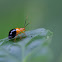 Bicolored Flea Beetle