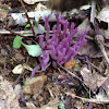 Purple Coral Fungus