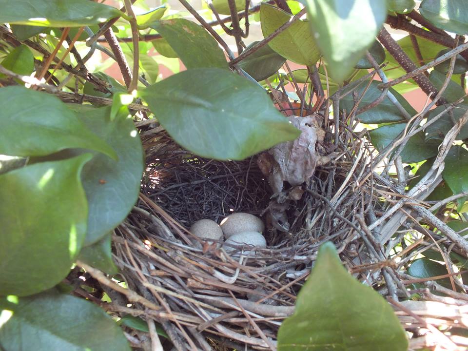Brown Thrasher (nest)