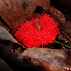 Red raspberry slime