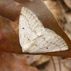 Gray Spring Moth