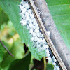 Whiteflies