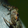 Platycryptus jumper (female)