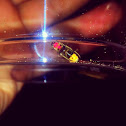 Big Dipper firefly