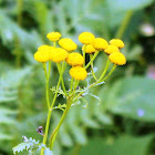 Common Tansy