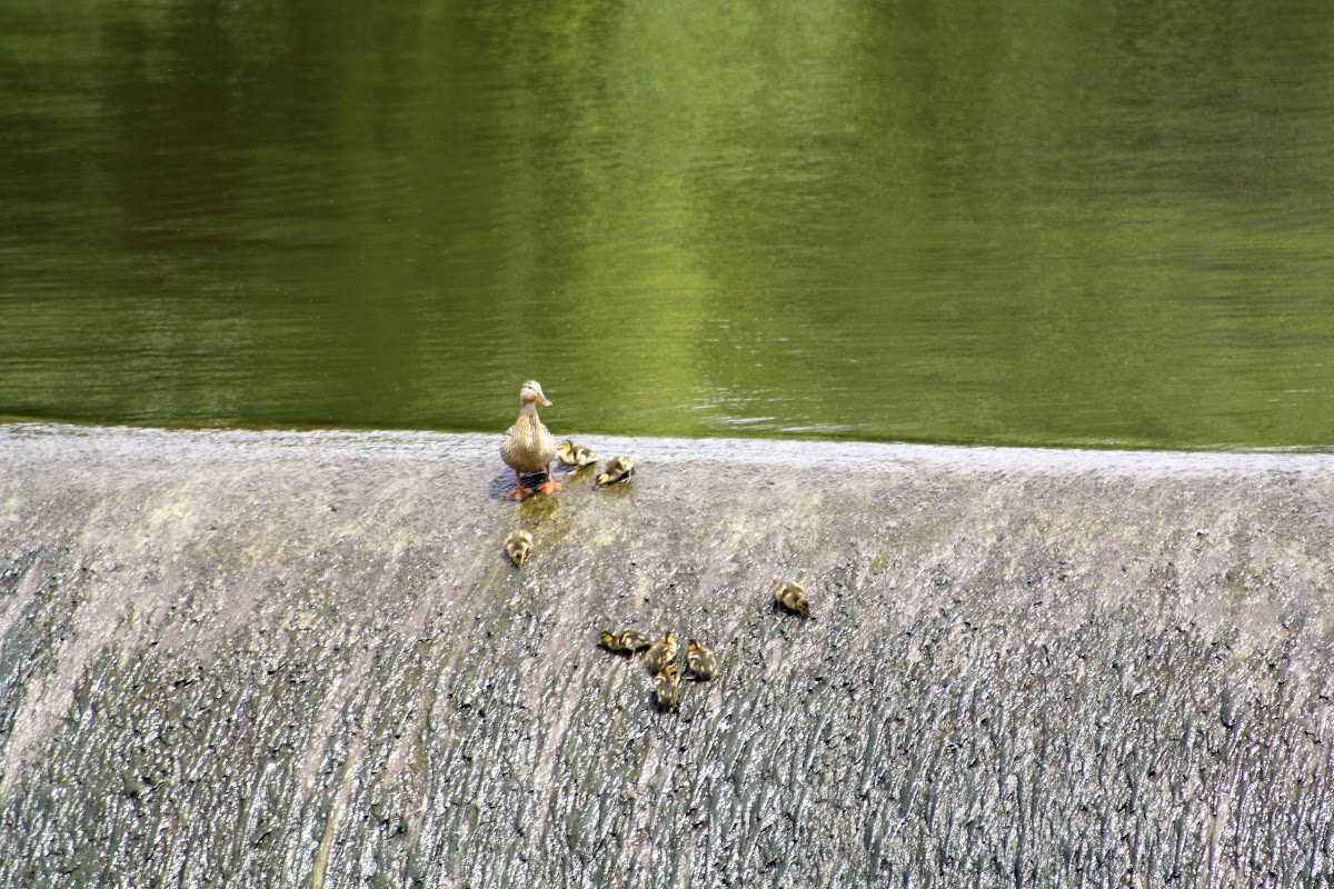 Mallard hen with ducklings