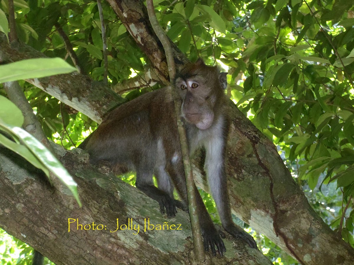 Philippine Long-tailed Macaque