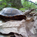 Eastern Box Turtle