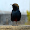 Indian Robin (Male and female)
