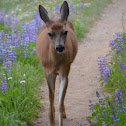 Black-tailed Deer