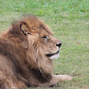 Lion, leon, leão