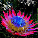 King protea