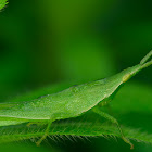 Oriental Long-headed Grasshopper