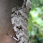 Hypercompe Moth mating