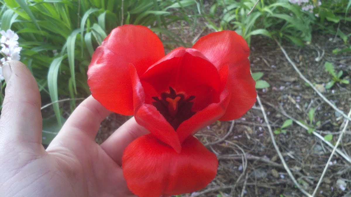 Didier's Tulip