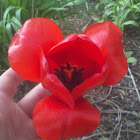 Didier's Tulip