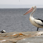 Australian Pelican