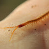 Soil Centipede