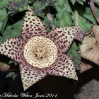 Carrion flower