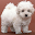 Bichon Frise Wallpapers Download on Windows