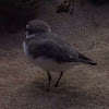 Snowy Plover