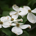 Dogwood Tree and Blooms