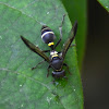 Honey Wasps