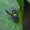 Honey Wasps