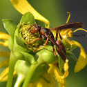 Metricus paper wasp