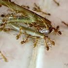 Unidentified Ants