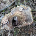 Sarcodon underwoodii, tooth fungus, 2 of 2
