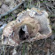Sarcodon underwoodii, tooth fungus, 2 of 2