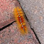 Sycamore moth caterpillar