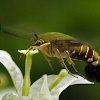 Bee Hawk-Moth