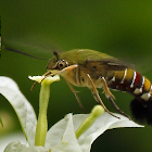 Bee Hawk-Moth