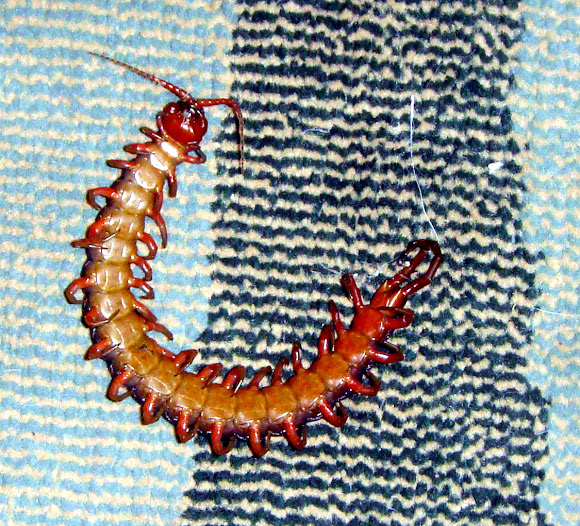 Giant centipede | Project Noah