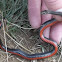 Northern Red-bellied Snake