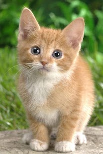 Cat Wallpaper Screenshots 11