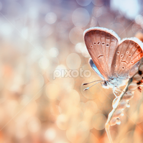 by Adya Saputra - Animals Insects & Spiders