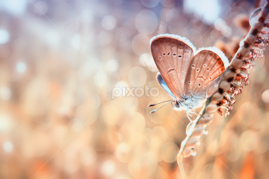 by Adya Saputra - Animals Insects & Spiders