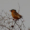 Chestnut tailed Starling